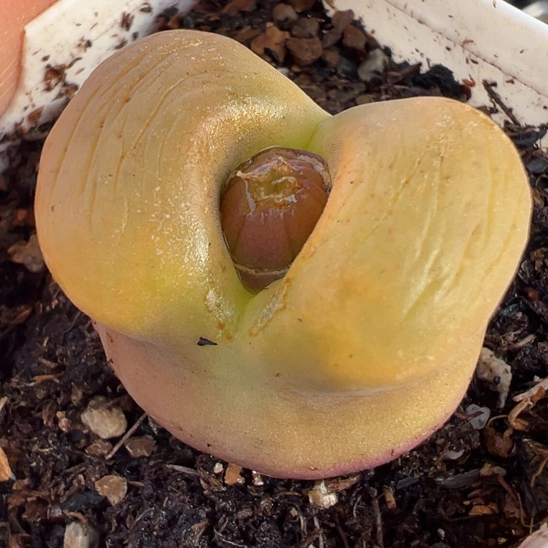 翻唇大蟠桃多肉植物