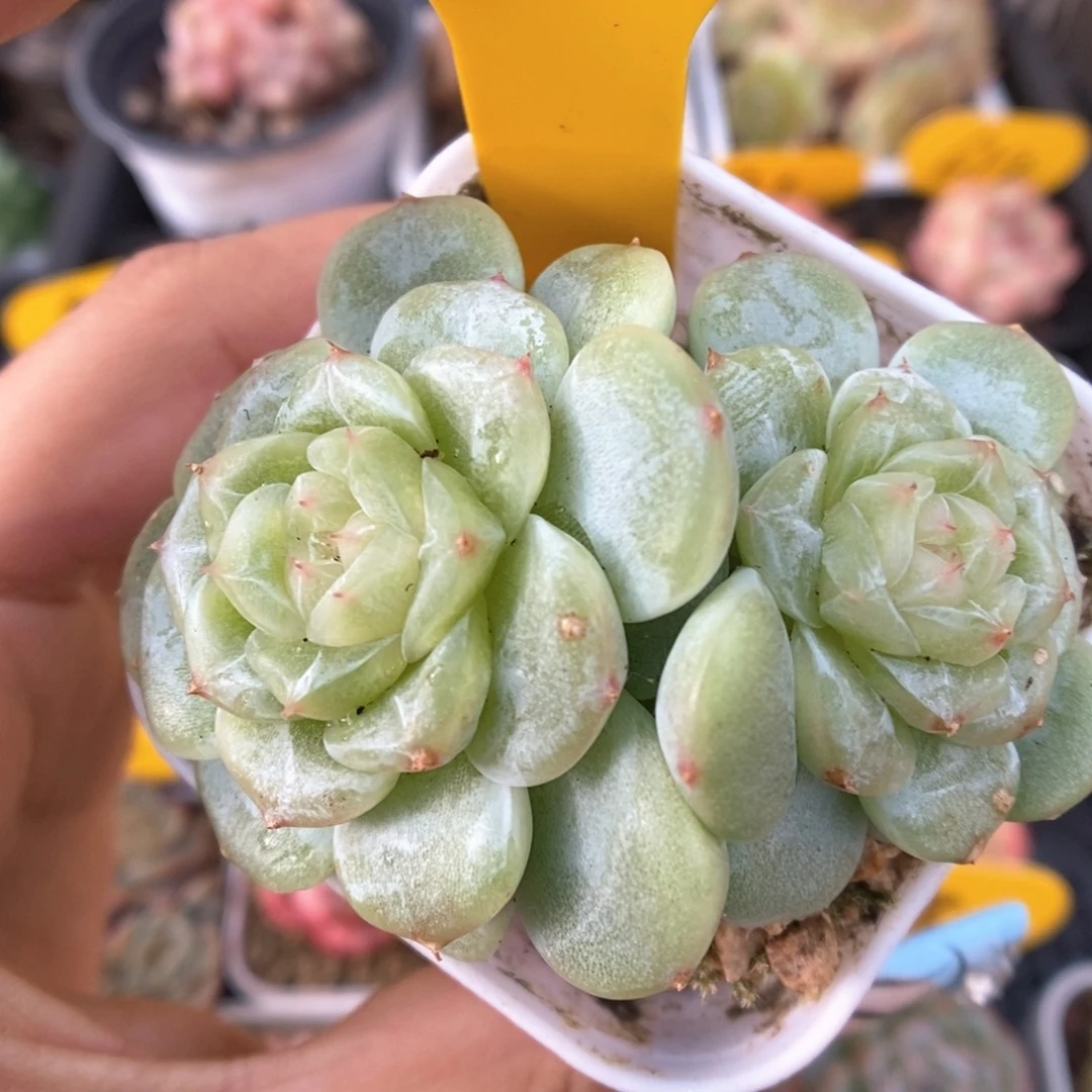 白晶体珍妮803号。