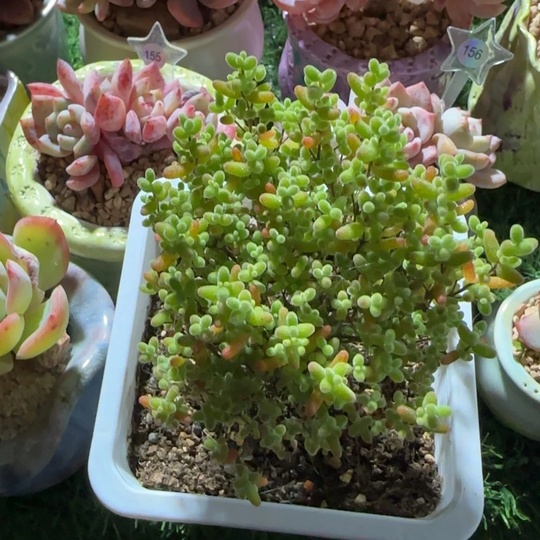 多肉植物密桔糖球