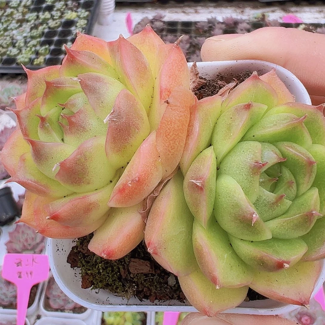 玉玲珑双头19包邮多肉