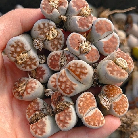 【闪购商品】25819