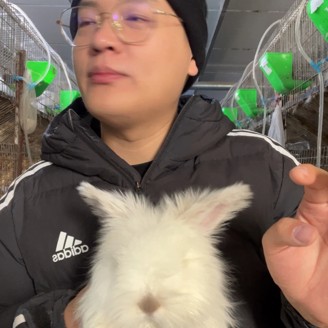 宠物血统英系安哥拉兔