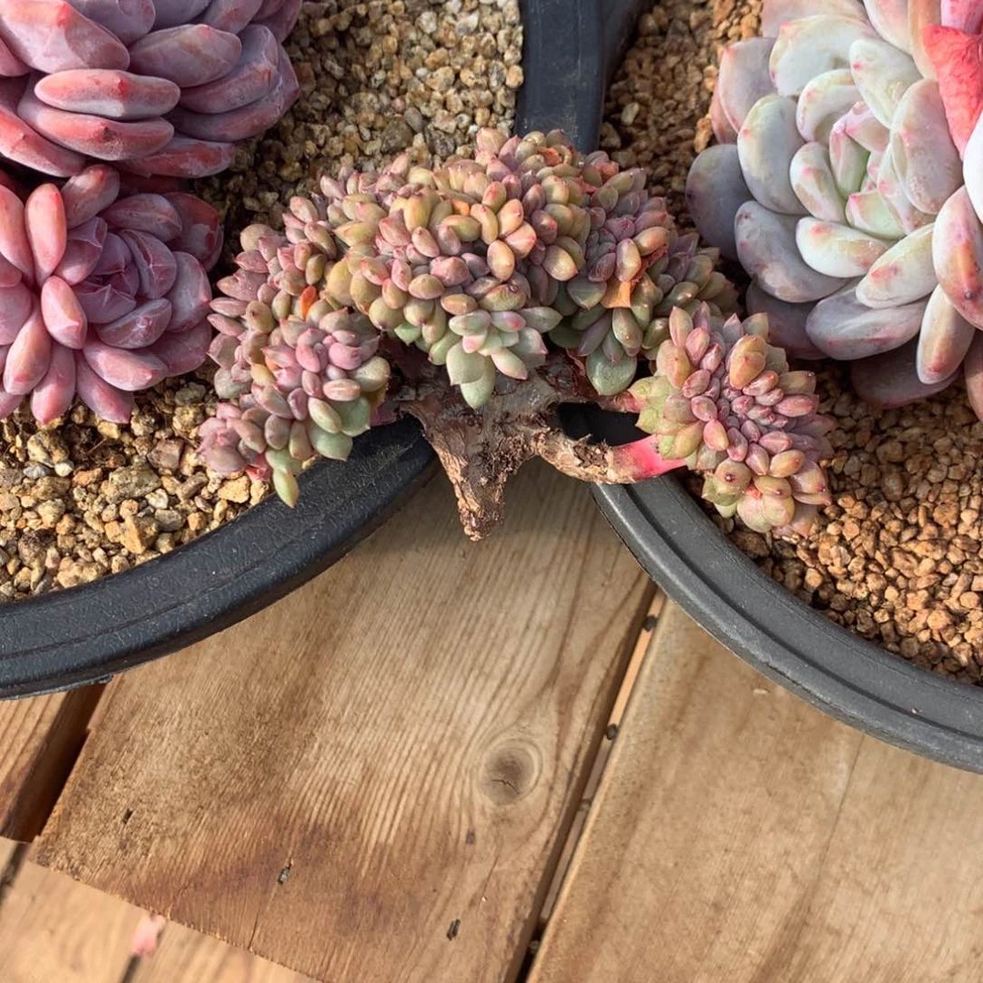 ෆ***酱熟识星影寄养多肉