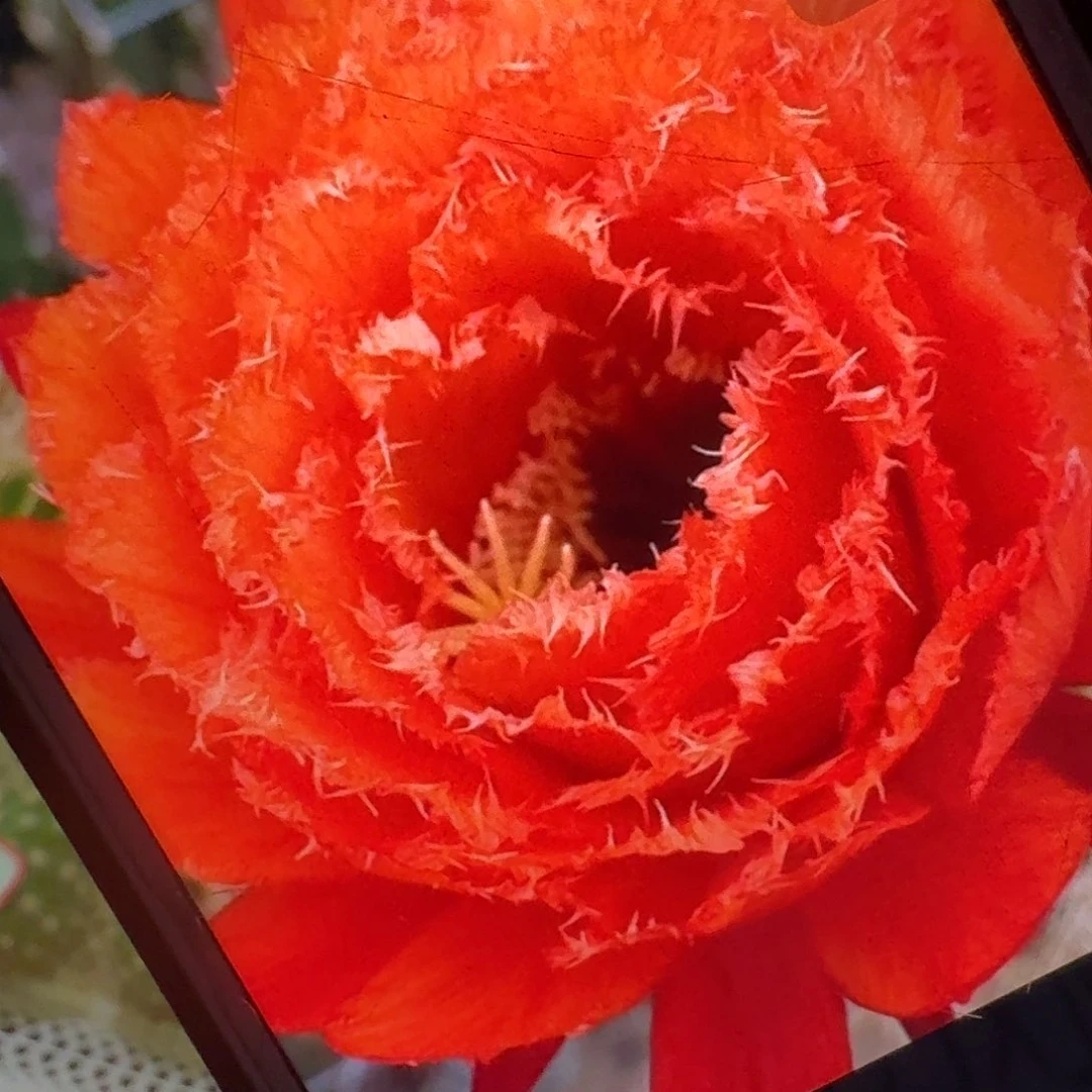 706 侧芽5公分毛花柱