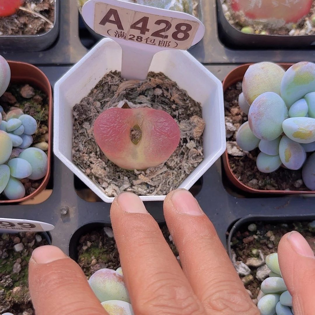 A428毛汗尼一物一拍