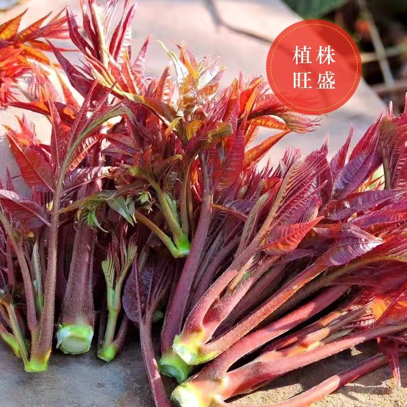 【香椿种子】四季种植家庭阳台小院盆栽地栽四季种植