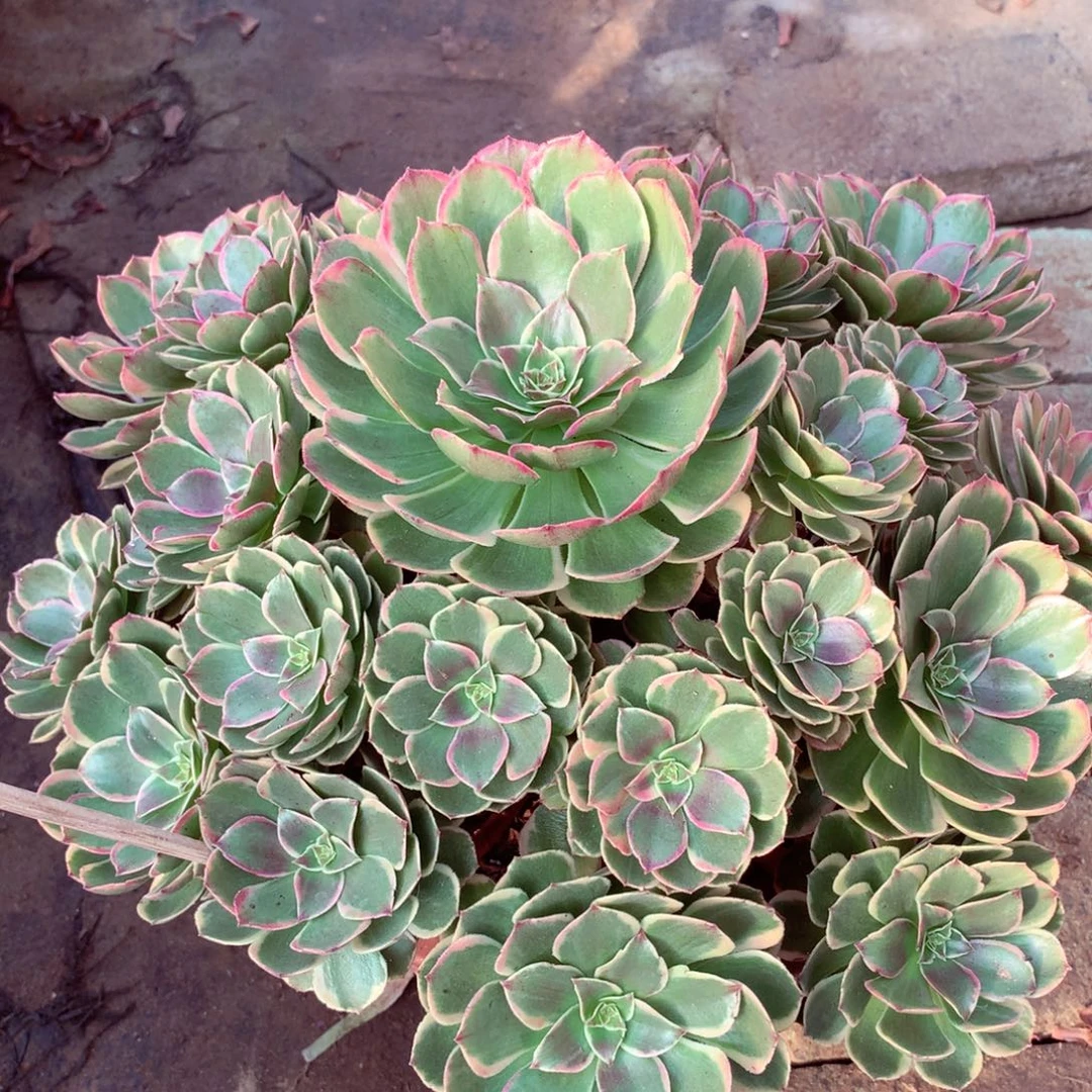 粉花妖，多肉植物的