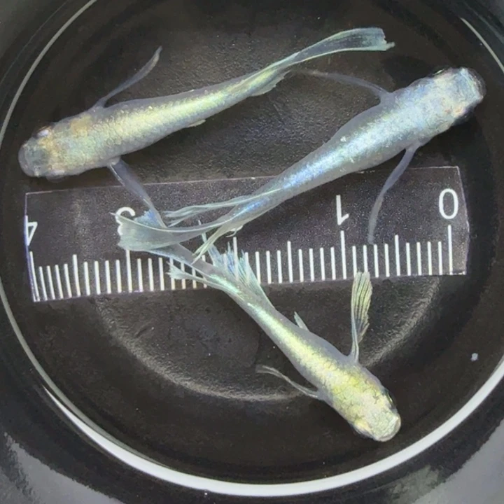 青鳉鱼天使之翼30号