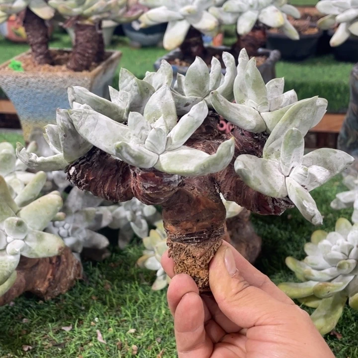 拇指小树造型朵朵缀