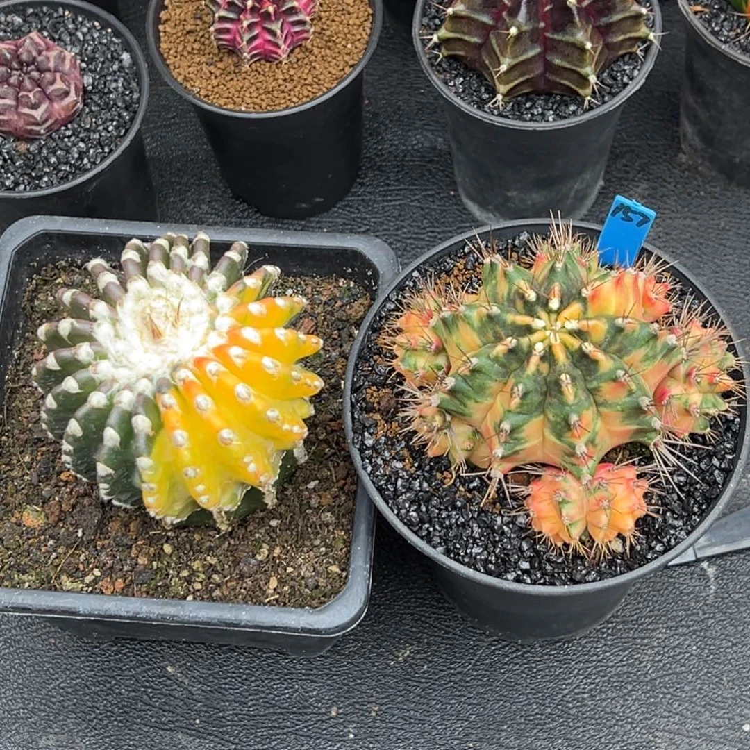 寶**虎157两颗球球，一起打包发货