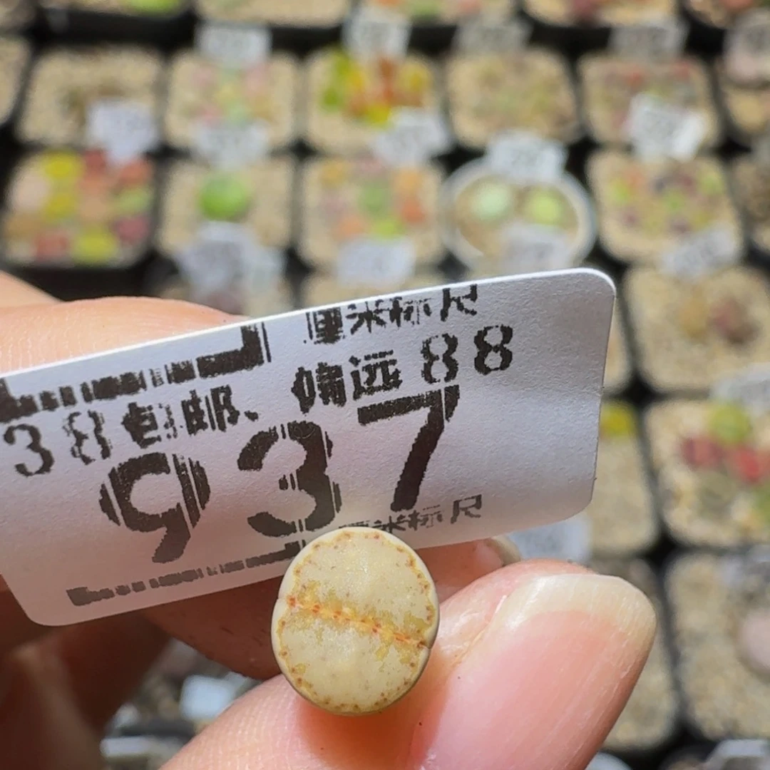 .***.Ssss精品生石花937