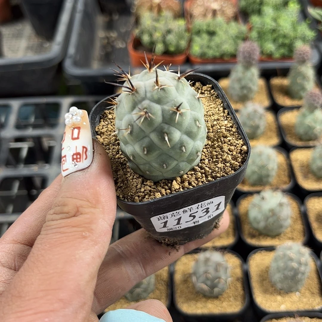 函***式11531一物一拍单头