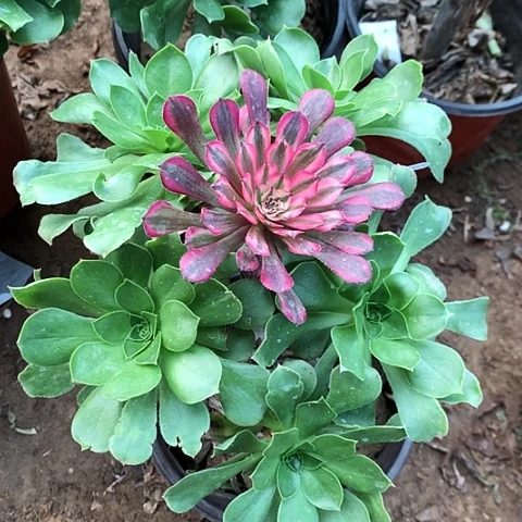 君美丽玫瑰玫瑰玫瑰