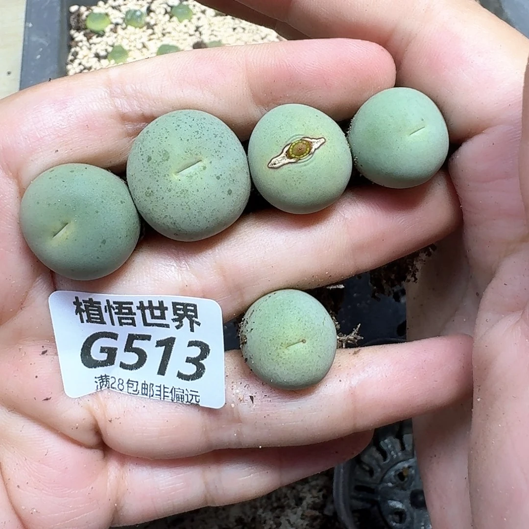 多肉植物的人生fhhh