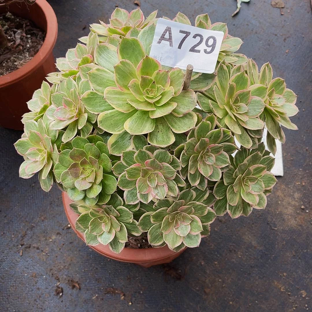 爱**巍莲花729福利拖土