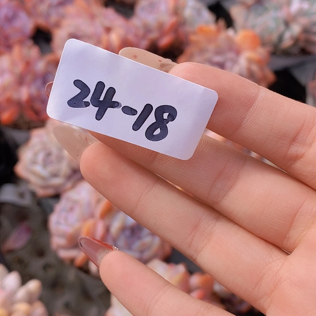 24-18-石榴籽星影双头福利一颗 量拍