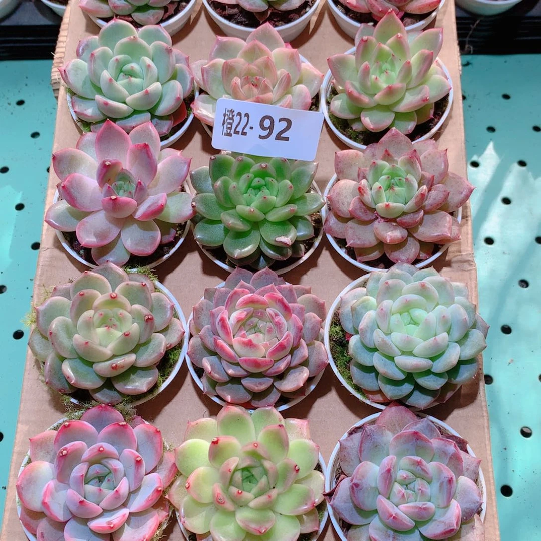 22-92一物一拍多肉带盆18颗