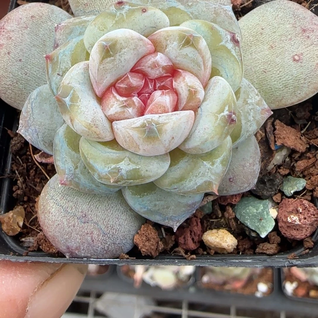 小卡拉米糖心一物一拍