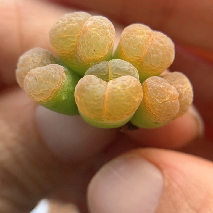 025 特特特特 肉锥植物