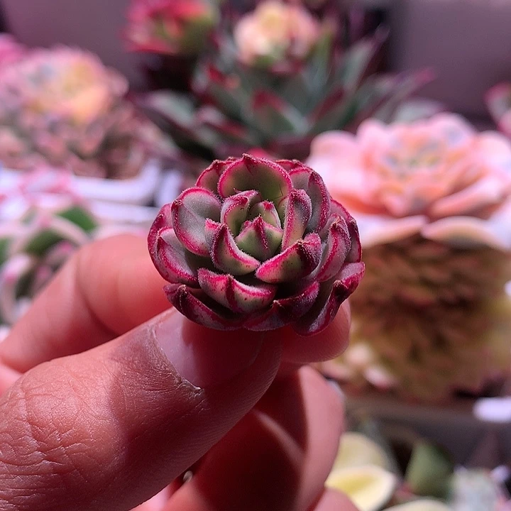 丹尼尔腹轮锦侧芽有根