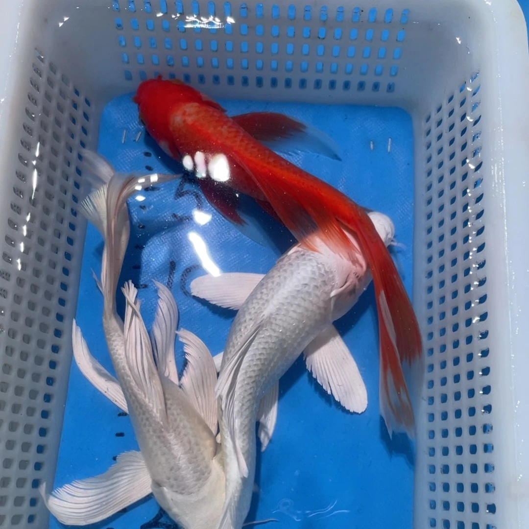 锦鲤锦鲤包邮包售后