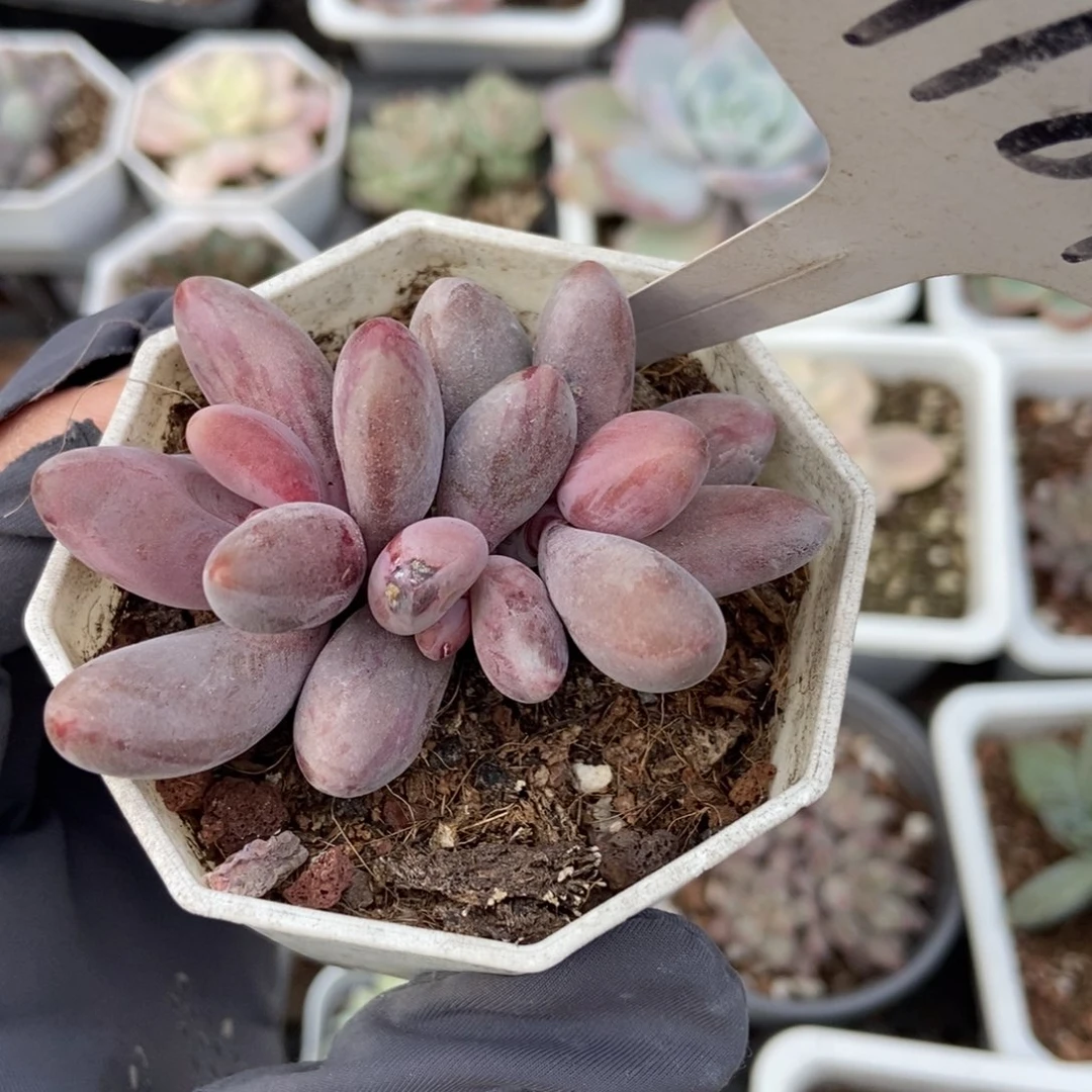 1187红手指拉丝锦多肉