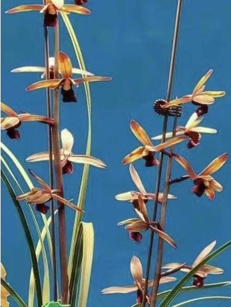 惠兰-传奇-人工种植组培小苗-连体2苗