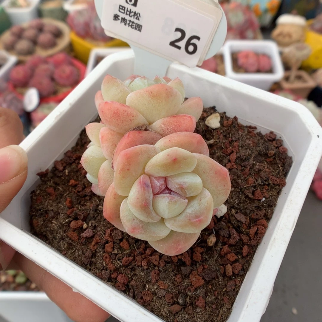 26奶油冰玉多肉植物