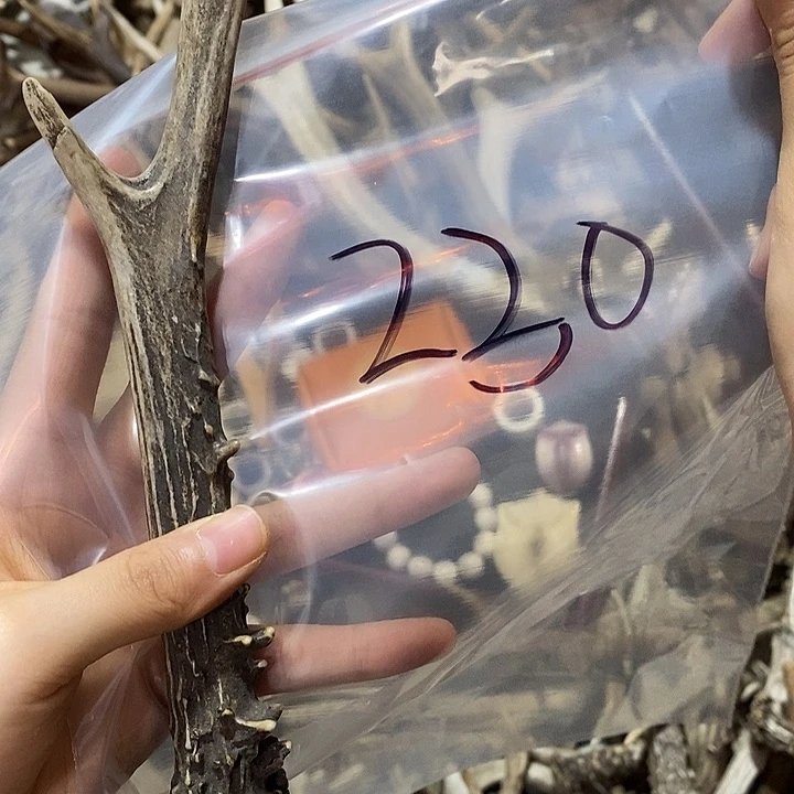 鹿角鹿角鹿角鹿角鹿角鹿