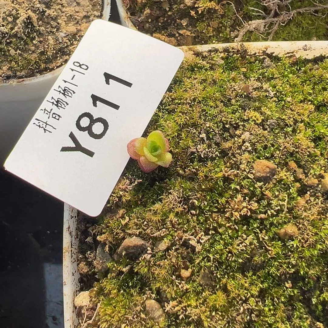 含***颠杨811 帕美x各种咪咪小