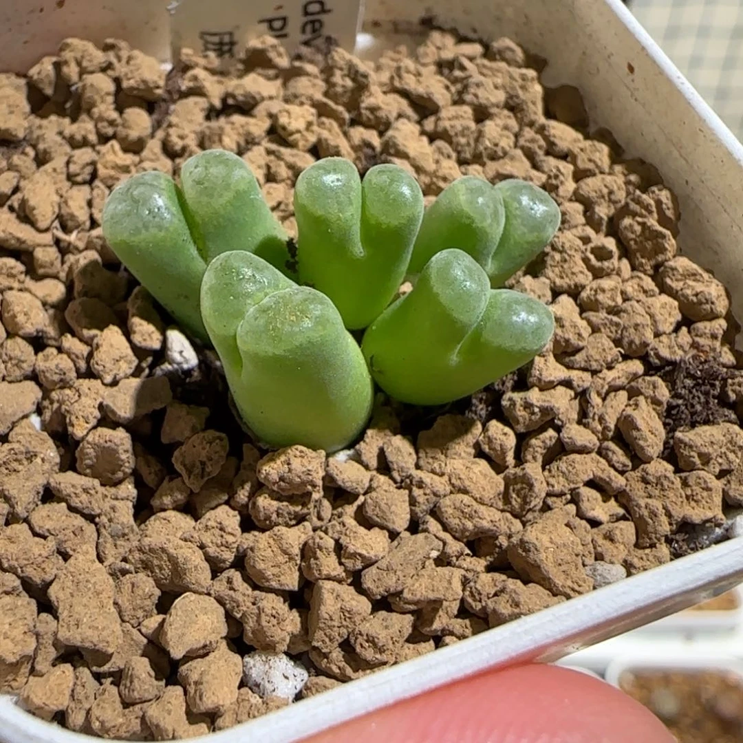 肉锥多肉植物组合-龐点奶瓶903