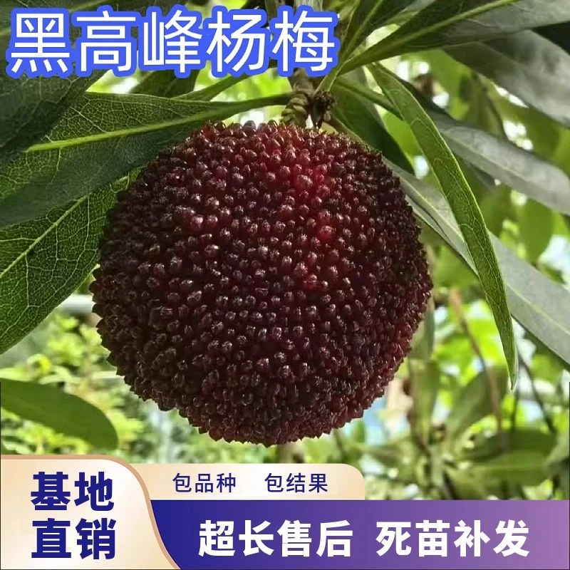 黑高峰杨梅苗树苗嫁接台湾早熟南方北方庭院阳台盆栽种植当年结果