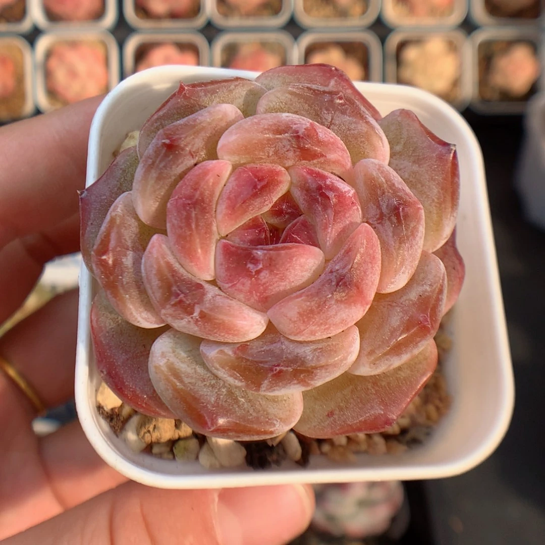 一物一拍精品多肉。  糖心96