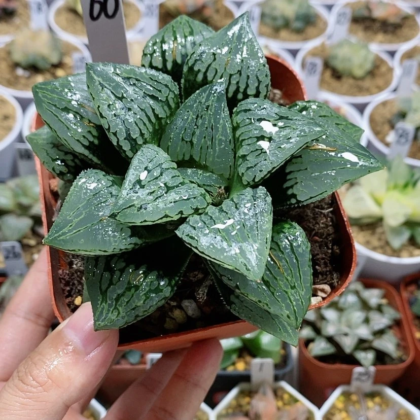 【闪购商品】60玛丽丽