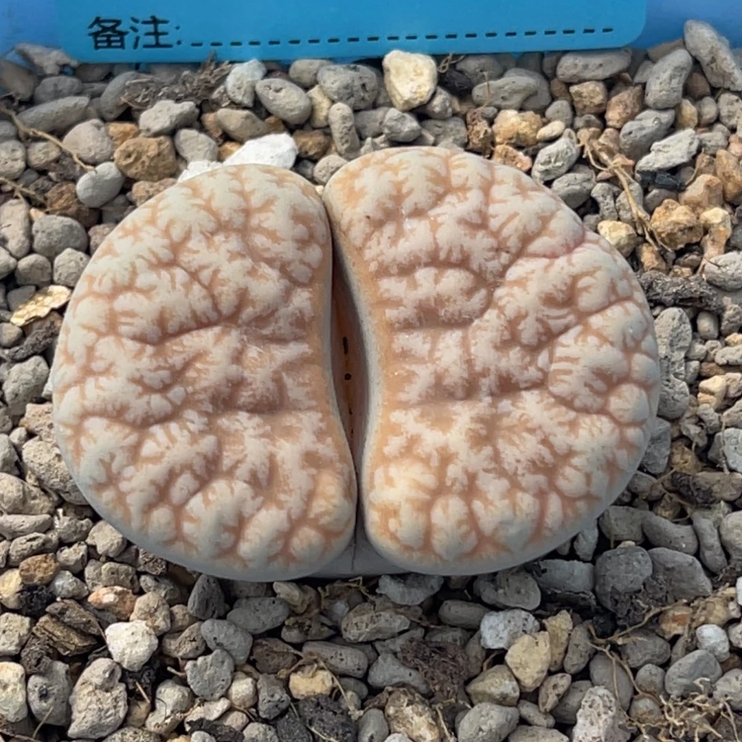 1825睫毛凹凸拿铁189一颗