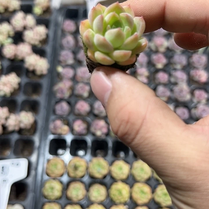 韩版麦秆 满10颗包邮