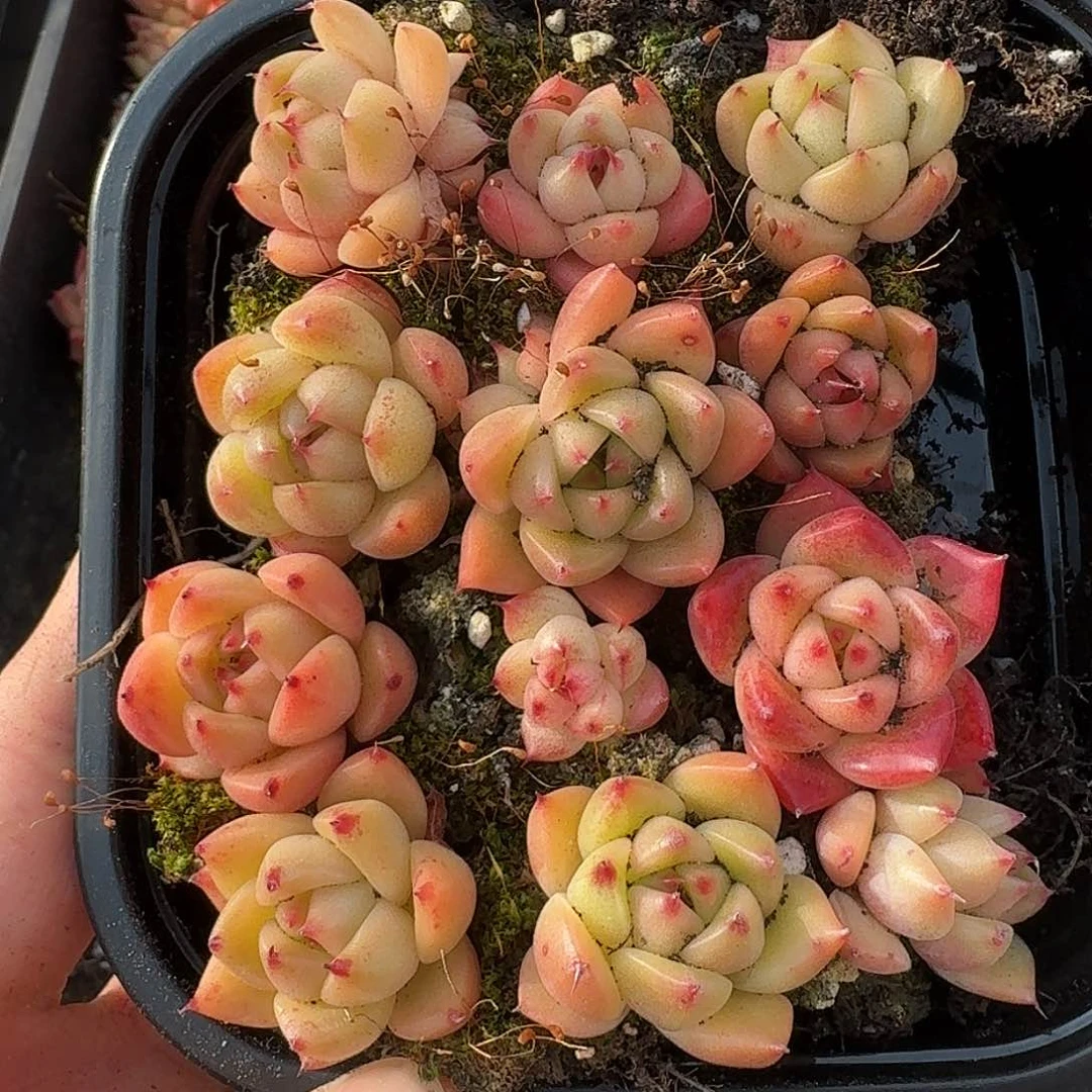 杂交新品珍妮多肉116