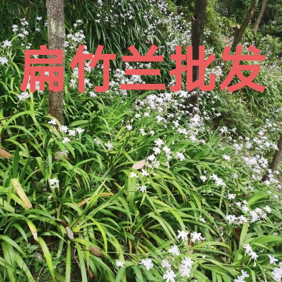 60株扁竹兰鸢尾花四季种植庭院阳台绿化新鲜批发绿植