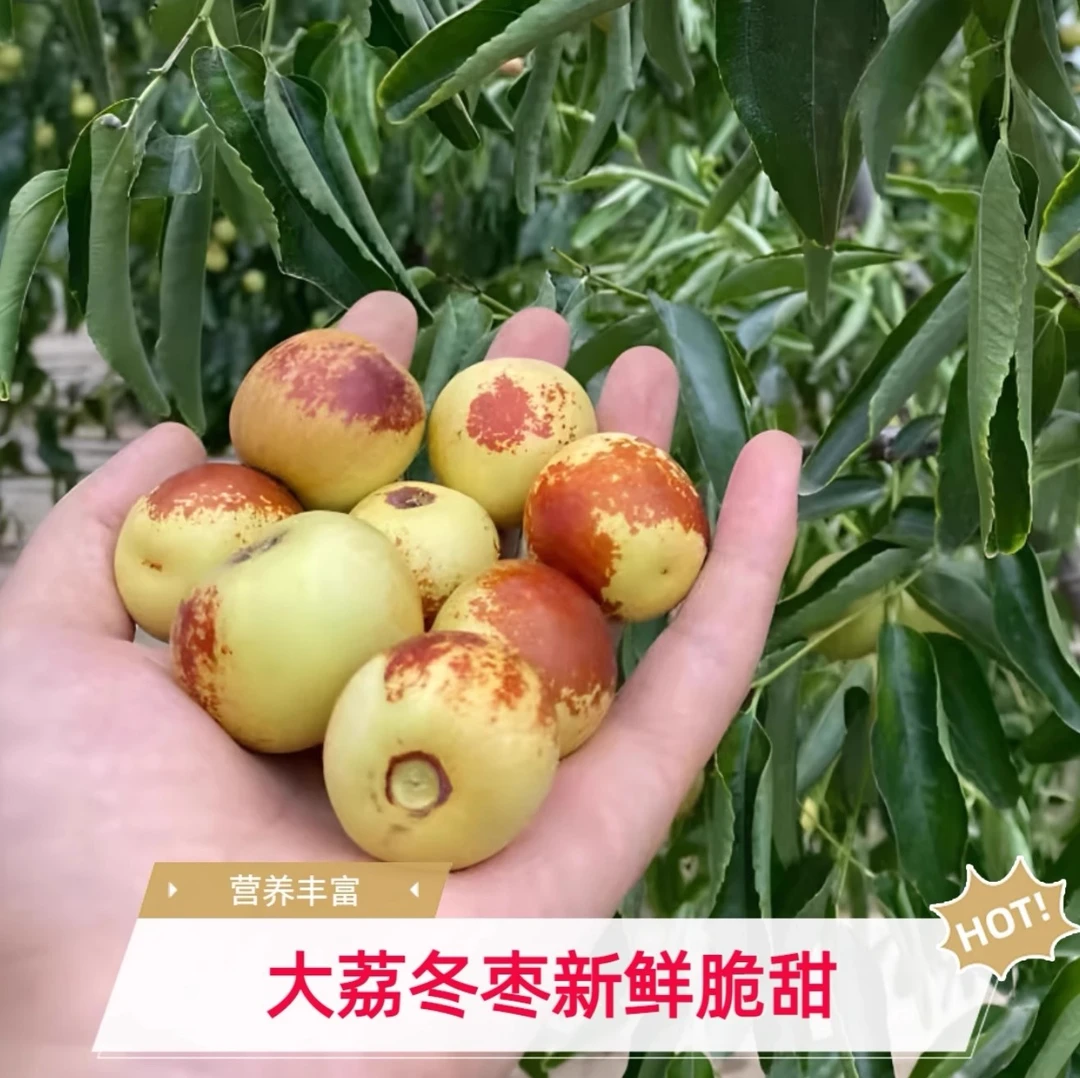 【新鲜冬枣】新鲜大荔冬枣产地直发新鲜现摘香甜脆爽应季水果