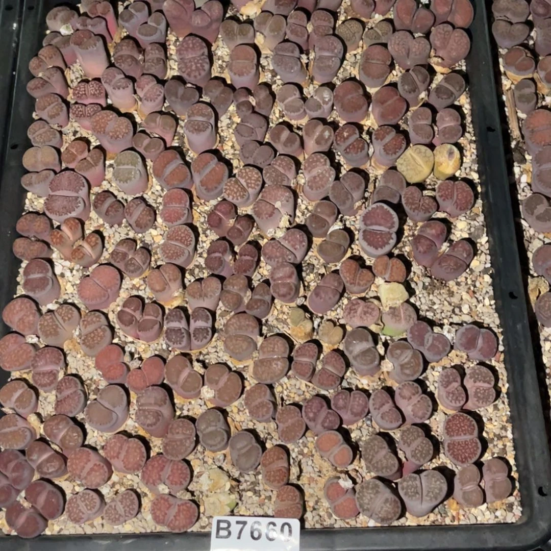 ´***匠7660福利筐1不售后