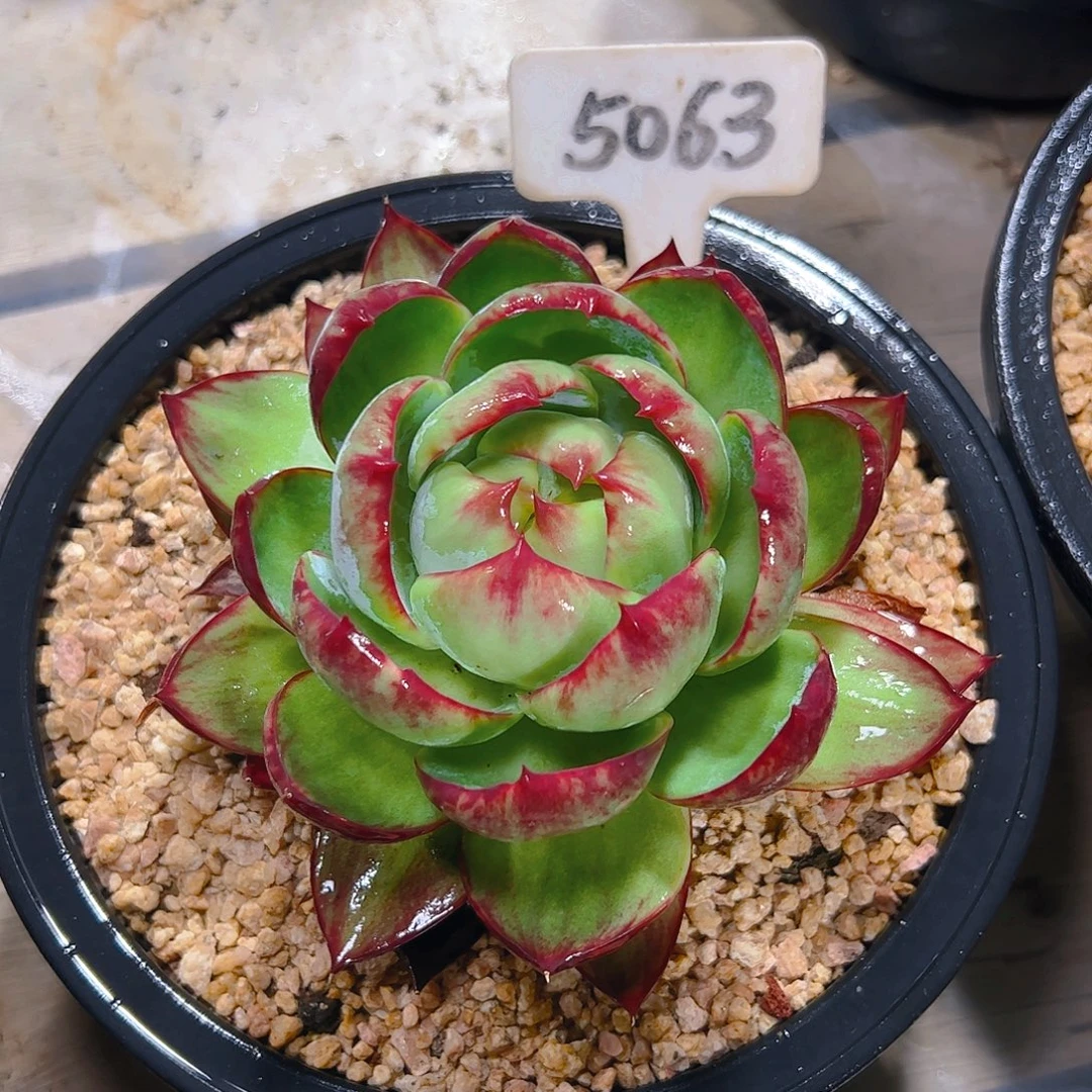 惊鸿仙子一物一拍5063号