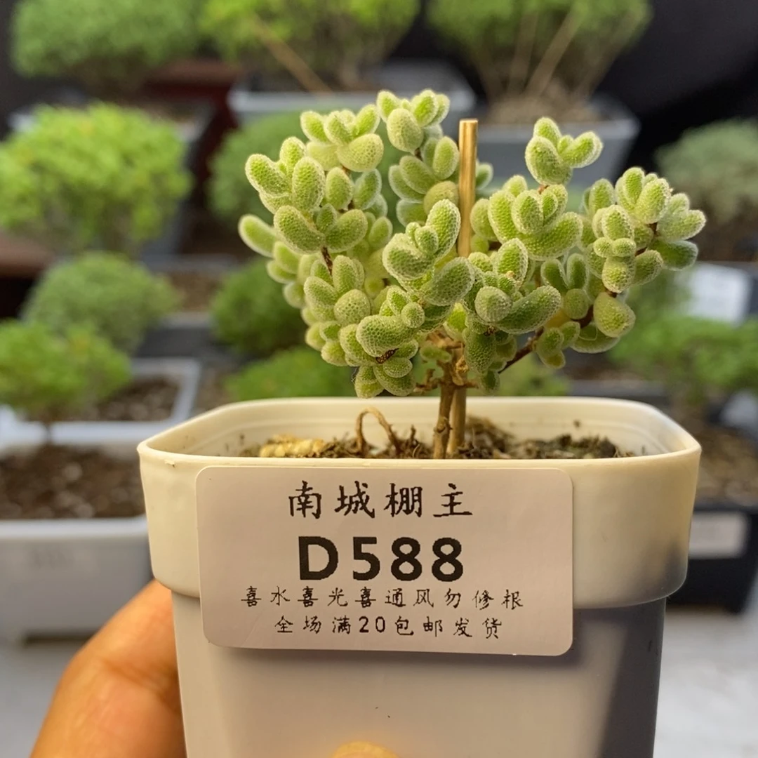 588优选冰晶枝干