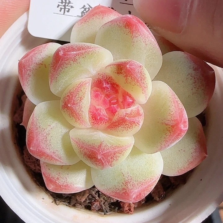 1117------19白桃汽水