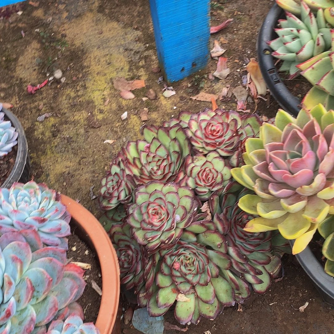 小***西紫气东来23050吨肉多肉