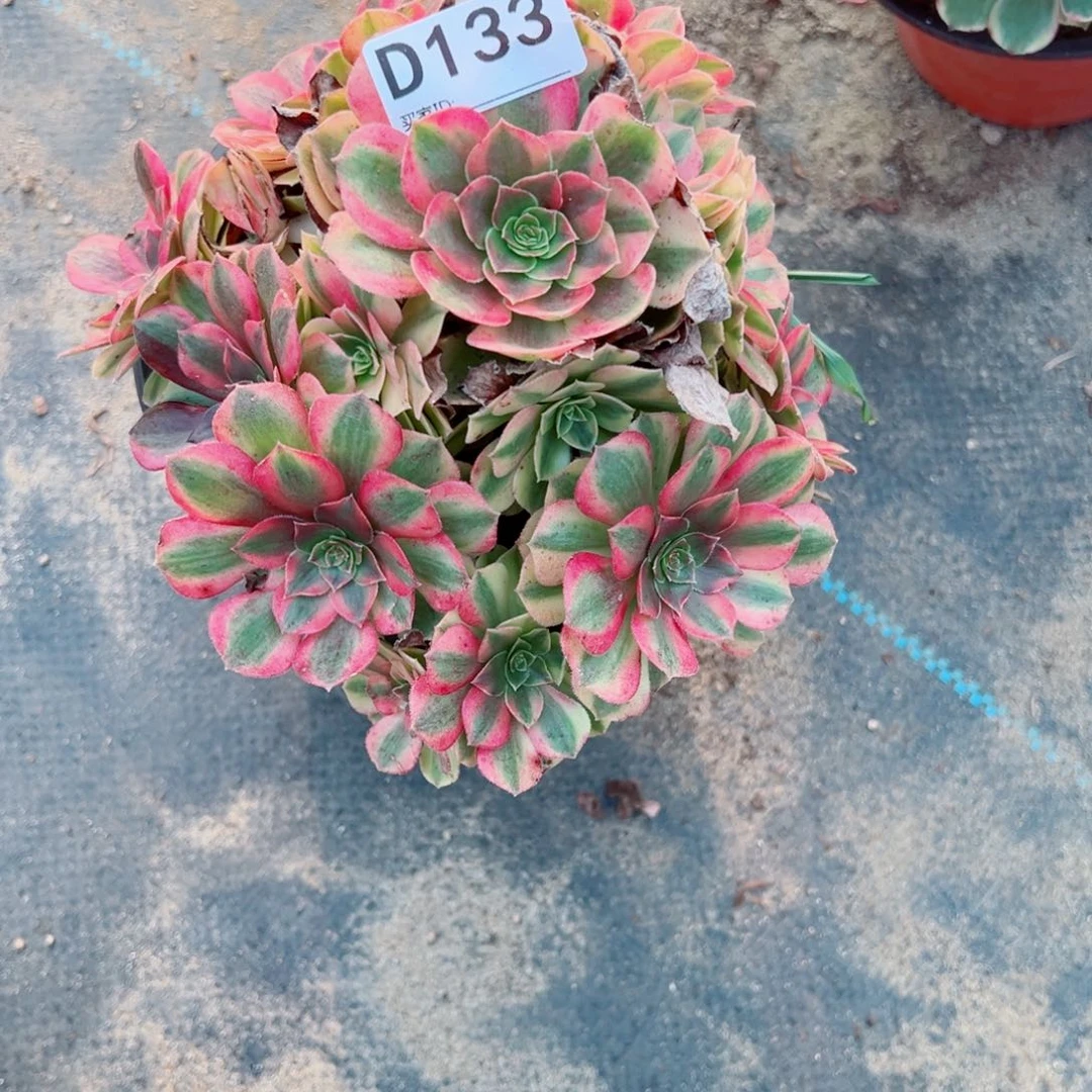 133雨荷多肉植物法师