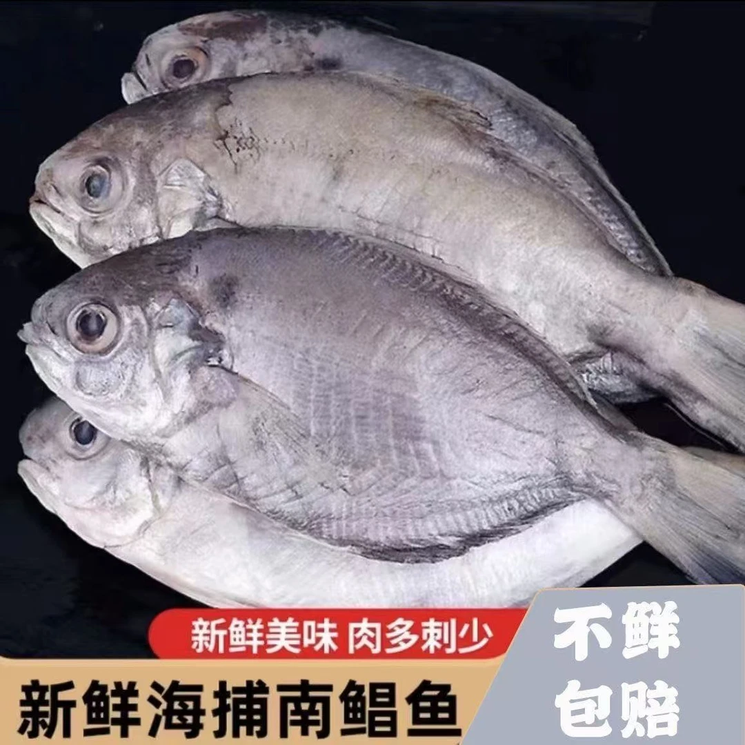 汕尾本港鲳纯野生南鲳鱼肉鲳海鱼新鲜南鲳鱼全程顺丰冷链速冻发货