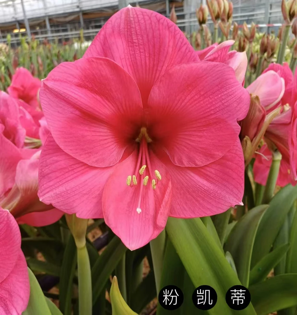 【粉凯蒂】~青州品韵 荷兰进口单瓣大花朱顶红