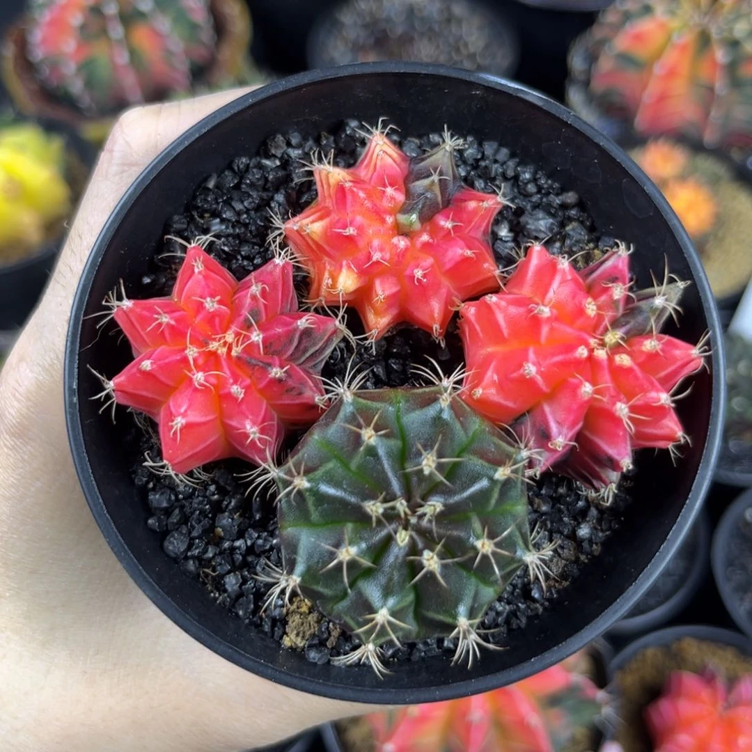 4颗米哈仙人球实生