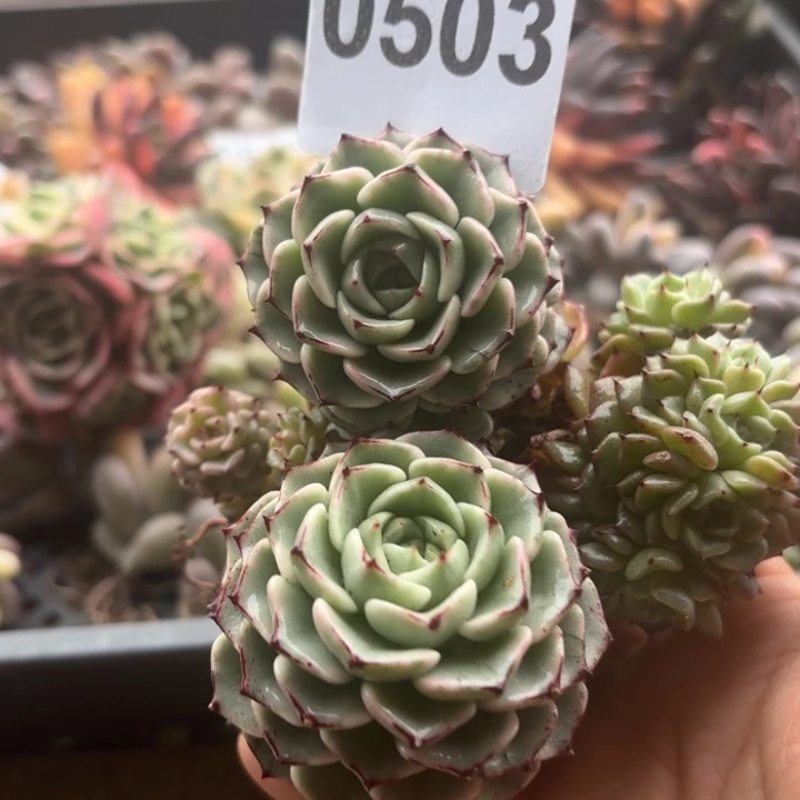 当场凑单满18包邮不满单发顺丰到付