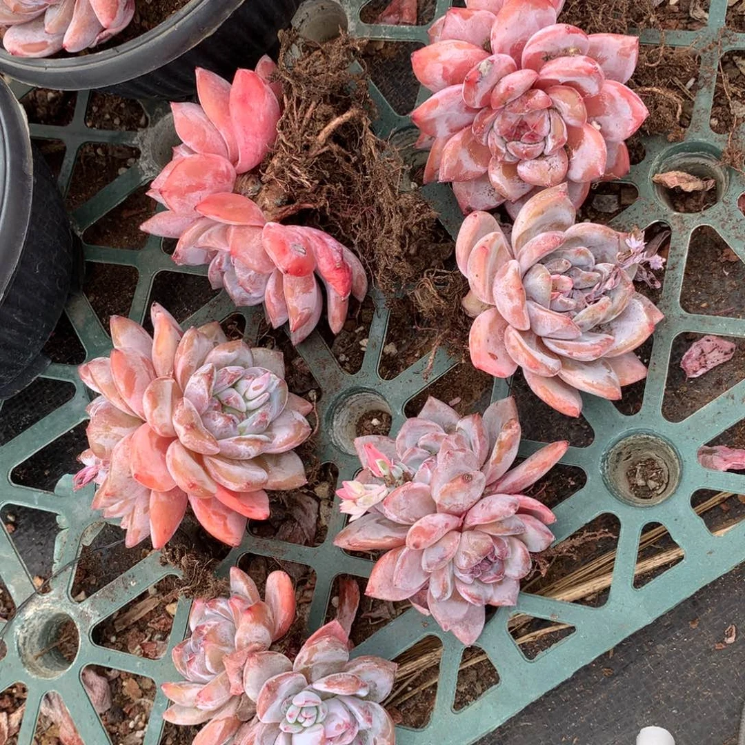 6颗一组007.00048888